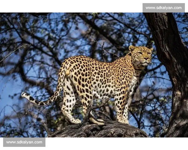 美洲虎与美洲狮正面对决力量速度与生存策略终极较量野外王者之争 美洲虎与美洲狮正面对决力量速度与生存策略终极较量野外王者之争